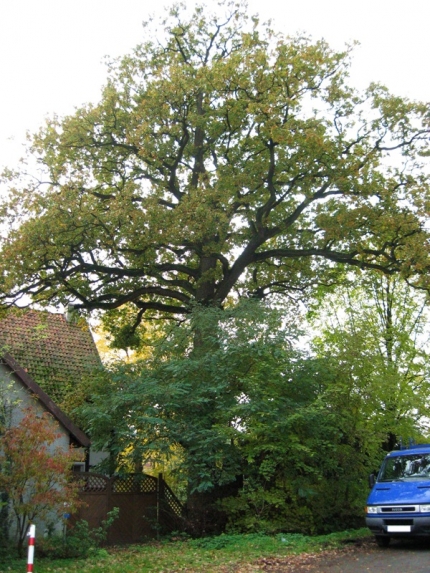 Bild 1 von Eiche am Hof Meyer